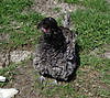 Blue_frizzle_Polish_hen.jpg