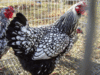 Hen2.gif