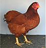 Red_Pullet1.jpg