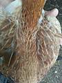 pullet_hackle_feather_2_april_2013.jpg