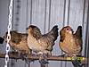 quail_pullets.jpg