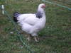 sussex_pullet_web.jpg