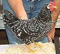 ancona_rosecomb_bantam_hen2.jpg