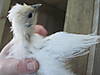 silkie_045.jpg