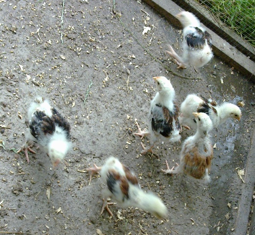 Backyard Poultry Forum View Topic Marans Sex