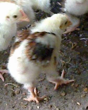 Backyard Poultry Forum View Topic Marans Sex