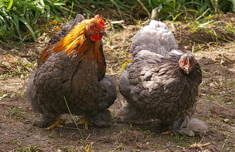 Backyard Poultry Forum View Topic For Sale Pekin Fertile Eggs